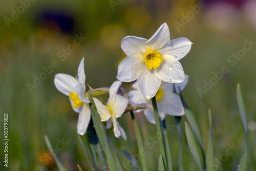 Fresh daffodils in spring on a green flower bed