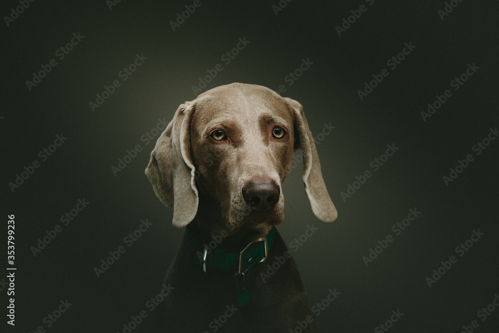 Purebred Weimaraner dog. Studio shot. Purebred Weimaraner dog. Studio shot.