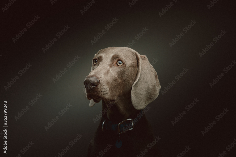 Purebred Weimaraner dog. Studio shot. Purebred Weimaraner dog. Studio shot.