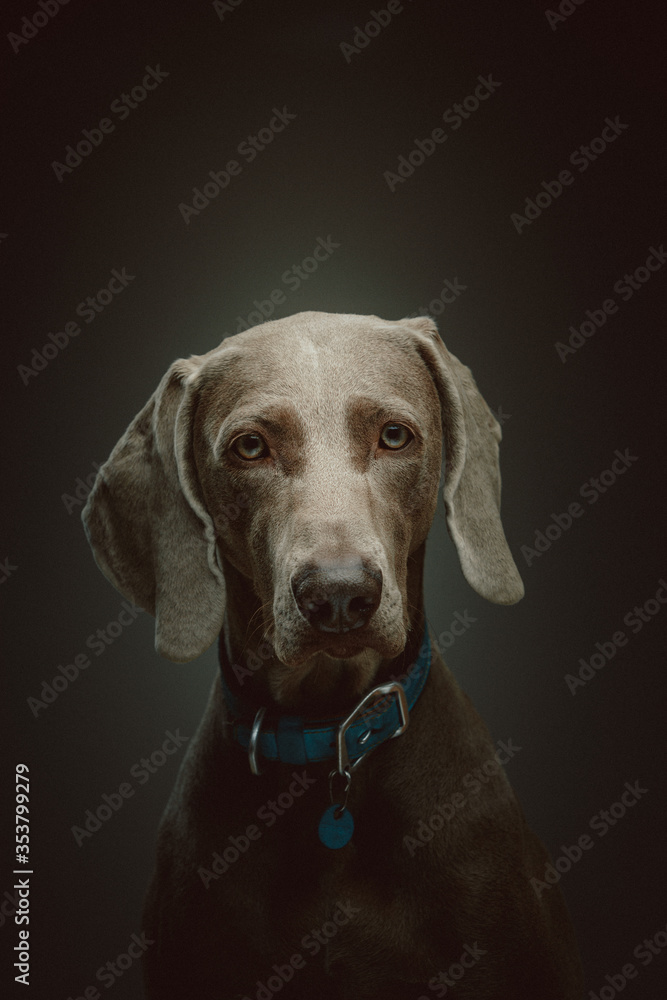 Purebred Weimaraner dog. Studio shot. Purebred Weimaraner dog. Studio shot.