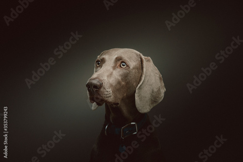Purebred Weimaraner dog. Studio shot.