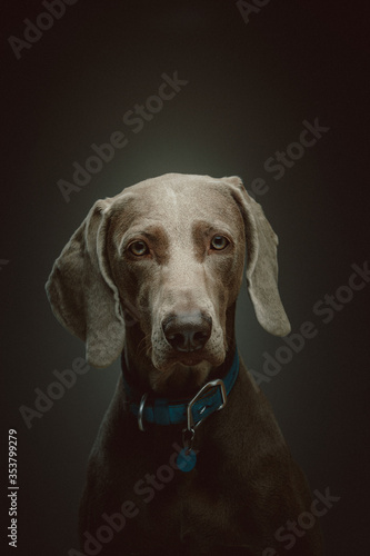 Purebred Weimaraner dog. Studio shot.