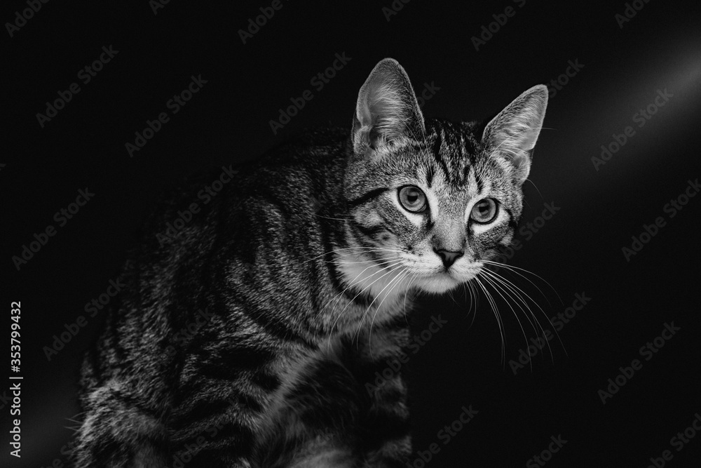 Obraz premium Little cute kitty. Studio shot.