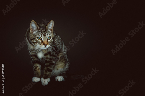 Fototapeta Naklejka Na Ścianę i Meble -  Little cute kitty. Studio shot.