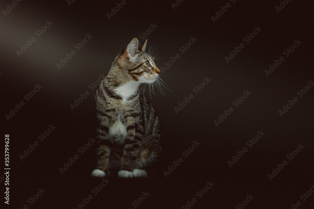 Obraz premium Little cute kitty. Studio shot.