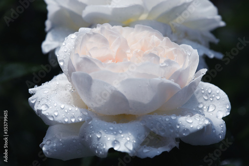 Beautiful white english rose flowers in their natural garden Environment with dewdrops on the petals  mourning card.
