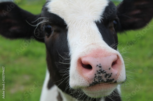 Portrait of a young calf close-up in a meadow