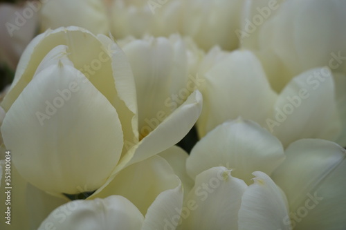 white flower © Мария Парамонова