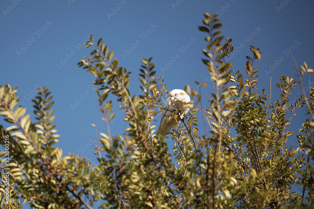 Wild Australian Corella in a tree with blue sky in the back ground