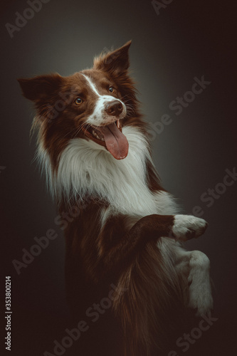 Happy border collie dog. Studio shot.