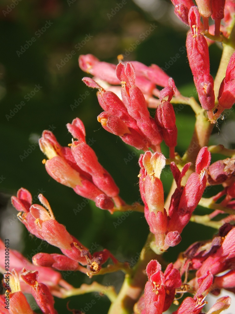 pink flowers of pink chestnut tree atspring pink flowers of pink chestnut tree atspring