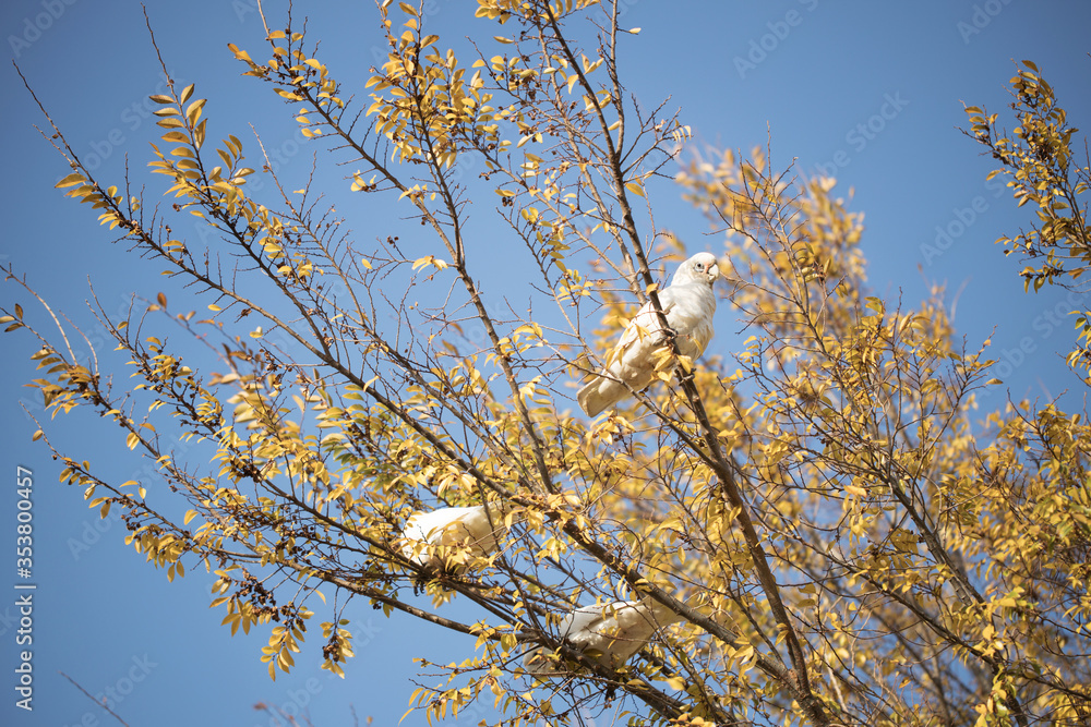 Wild Australian Corellas in an autumn tree with blue sky back ground