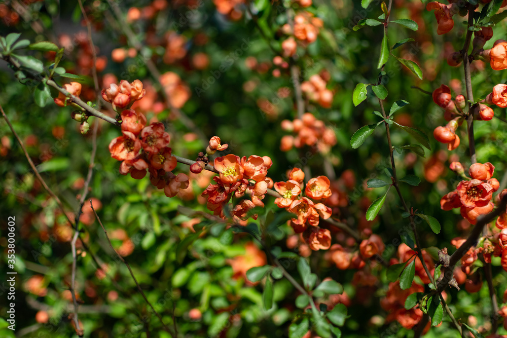 Spring flowering bush. The bush blooms in orange flowers. Flowering bush of Japanese quince. Spring flowering bush. The bush blooms in orange flowers. Flowering bush of Japanese quince.