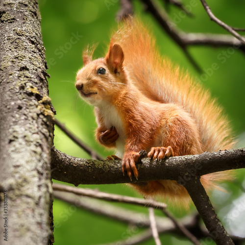 A squirrel with a beautiful tail sits on a high tree branch, clutching a paw to his chest.
