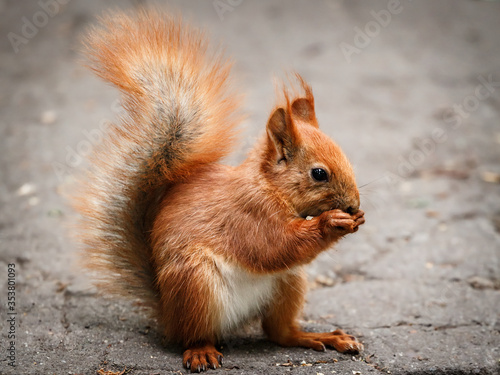 A red-brown squirrel with a fluffy tail eats a piece of walnut kernel.