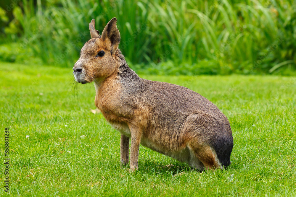 Obraz premium Patagonian mara sits on a green meadow on a sunny day.