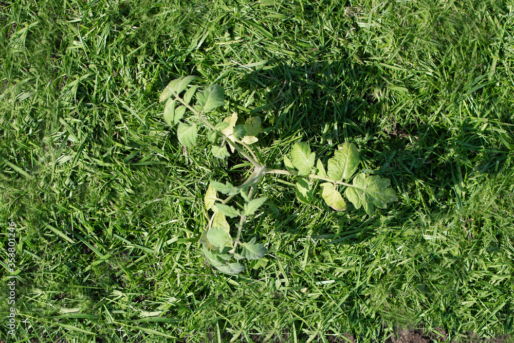 Mulching The Topsoil On A Vegetable Bed With Mowed Grass From The Lawn