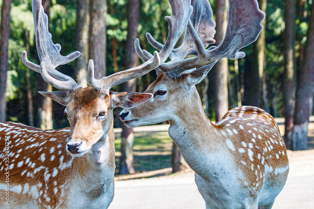 Two deer with beautiful horns stand nearby. Close-up. Two deer with beautiful horns stand nearby. Close-up.
