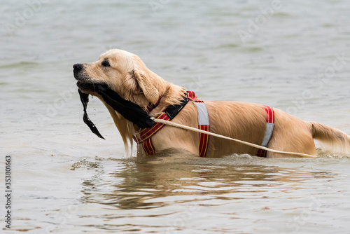 labrador dog swimming for the recovery of shipwrecked