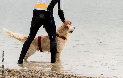 Instructor with the dog,labrador, dog attentive to the instructor`s orders,close instructor photo