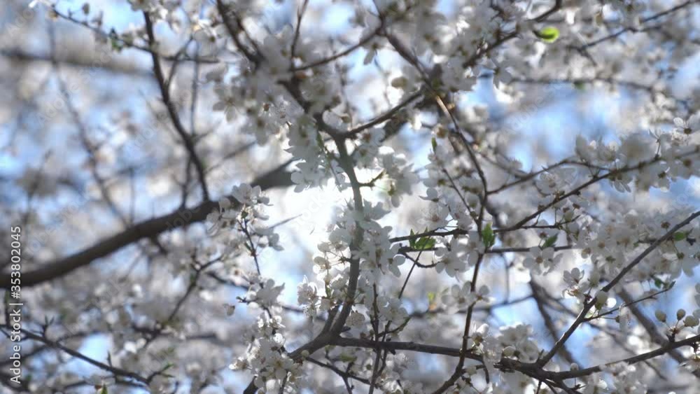 White cherry blossoms swaying in the spring breeze. Natural background. White cherry blossoms swaying in the spring breeze. Natural background.