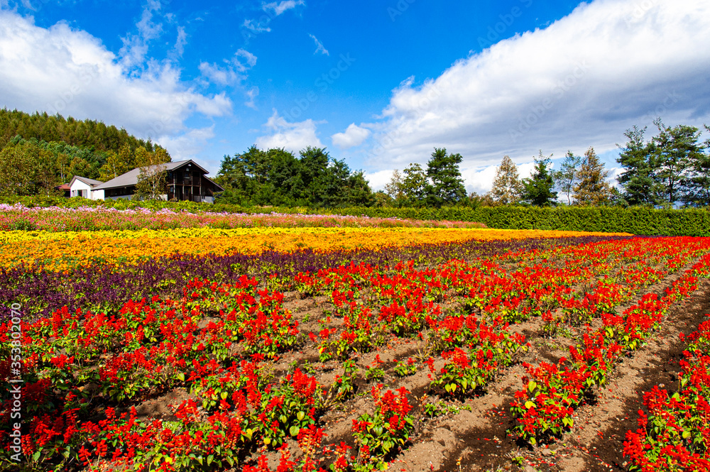 A flower farm with a wooden hut in summer