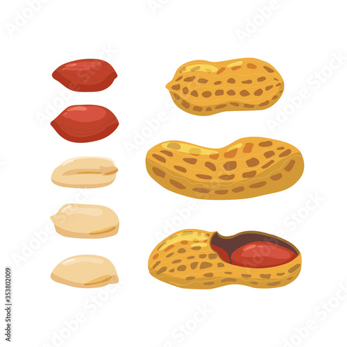 Colorful set of peanuts on a white background. Vector.
