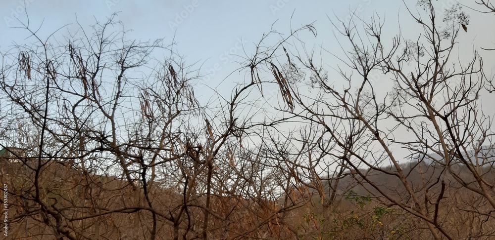 dead tree in the field dead tree in the field