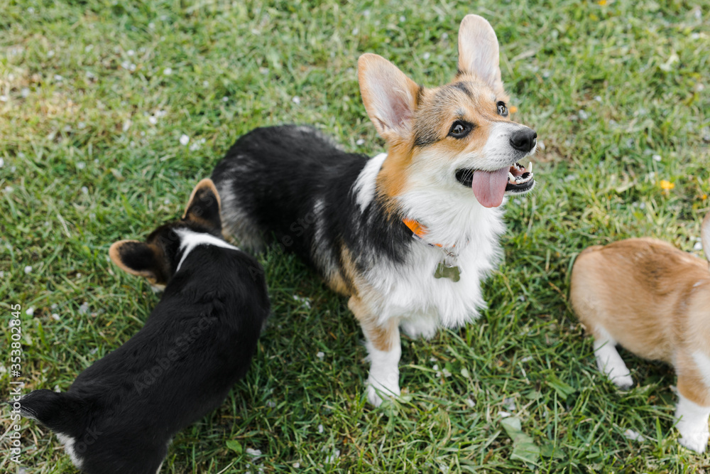 puppies and adult Corgi dogs are waiting for food on the green puppies and adult Corgi dogs are waiting for food on the green