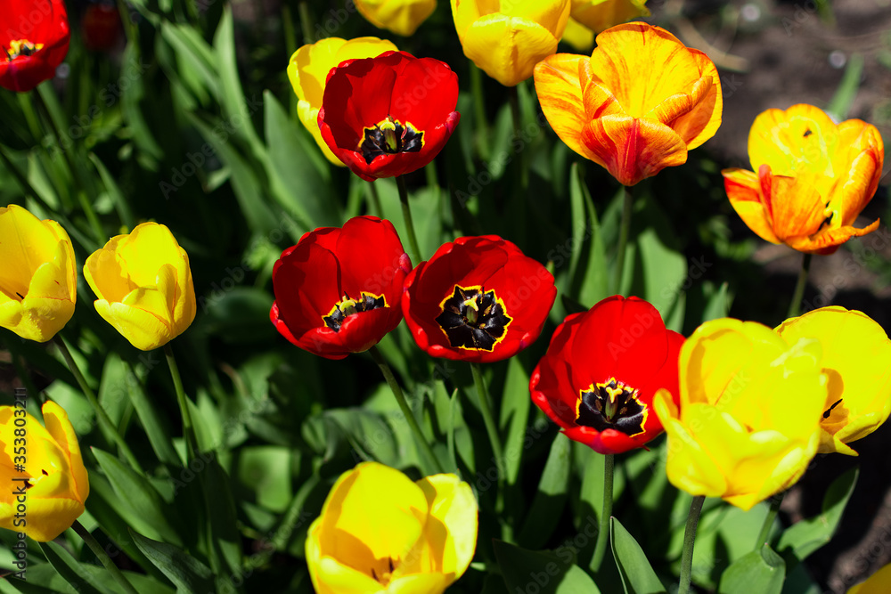 Blooming tulips of different colors. Blooming tulips of different colors.