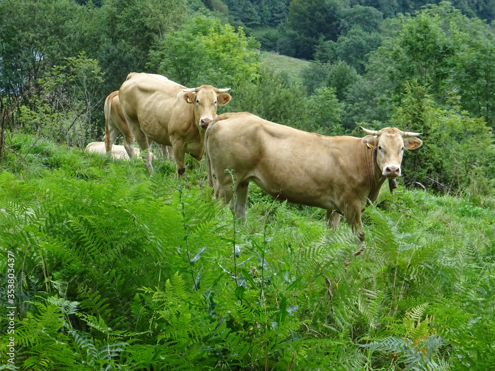 Fototapeta premium Vaches pyrénéennes