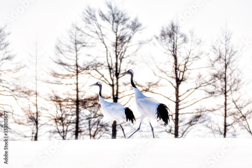 Two Japanese Red Crowned Cranes walking on Snow Hill in Winter at Tsurui Crane Sanctuary , Kushiro, Hokkaido, Japan