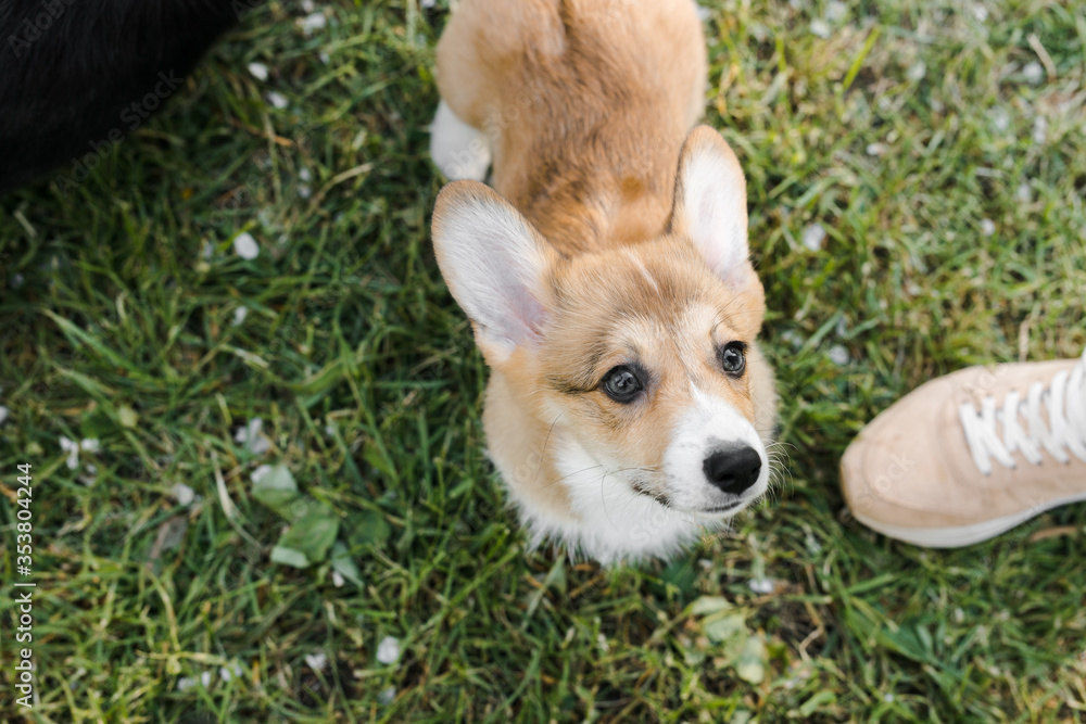 puppies and adult Corgi dogs are waiting for food on the green