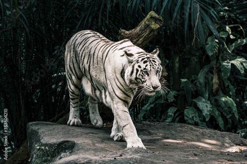 Fototapeta Naklejka Na Ścianę i Meble -  White Tiger in the zoo