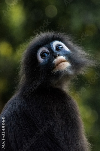 Thinking Black monkey