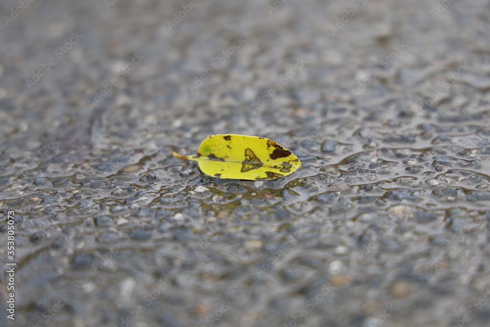 Obraz premium 落ち葉