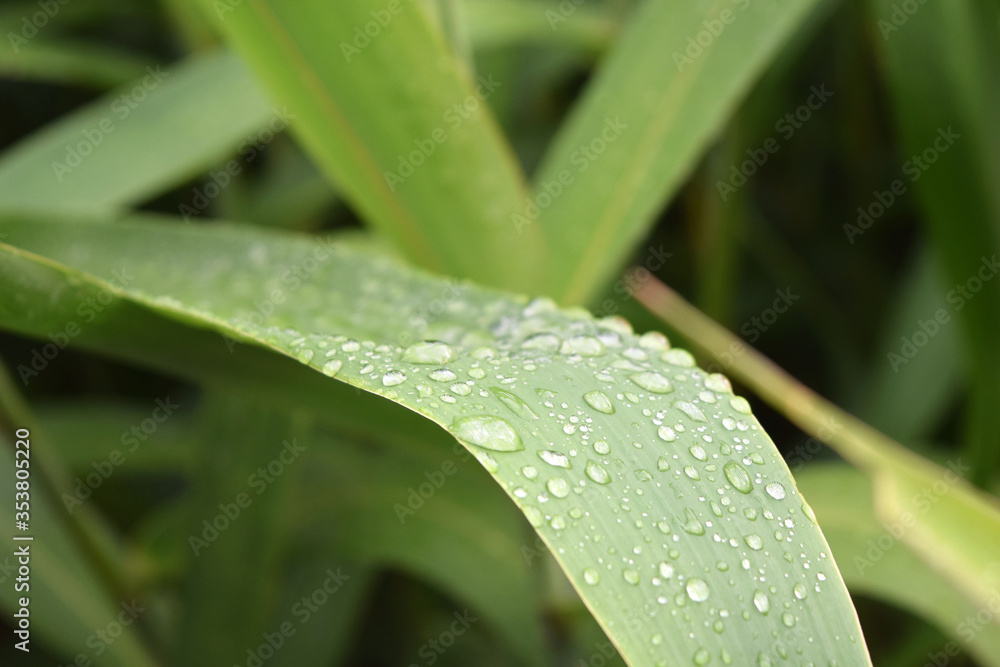 Water droplets after rain on beautiful leaves, perfect for making wallpapers. Water droplets after rain on beautiful leaves, perfect for making wallpapers.