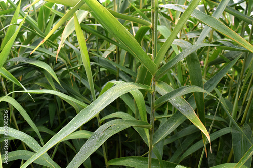 beautiful water droplets on top of green grass