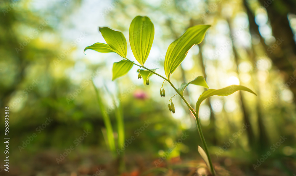 Sprout of plant portait and spring forest during sunset.