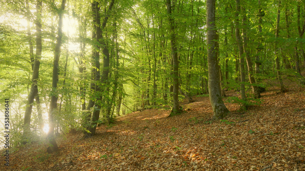 Deep in mountain forest