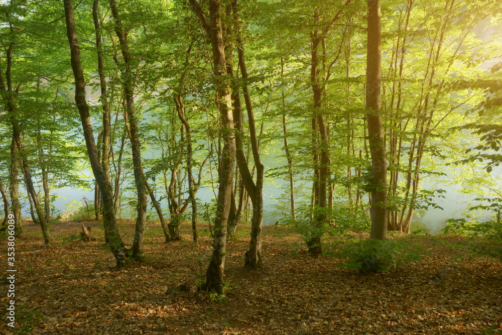 Forest and pond deep in mountain.