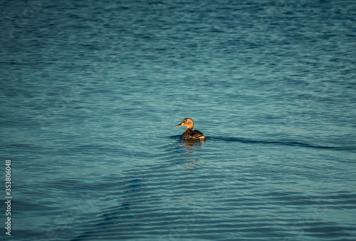 Single Mallard duck on the surface of the water. Isolated wild duck swimming on a lake