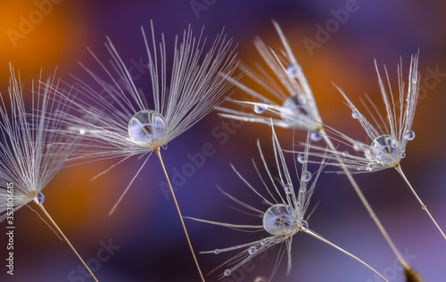 Fotografia Dandelion flower seed with dew drops close up.
