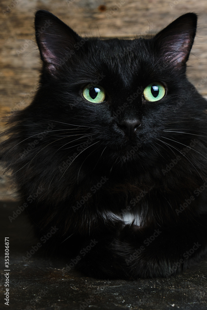 Beautiful black cat with green eyes with a white spot and a fluffy mane. Wooden background.