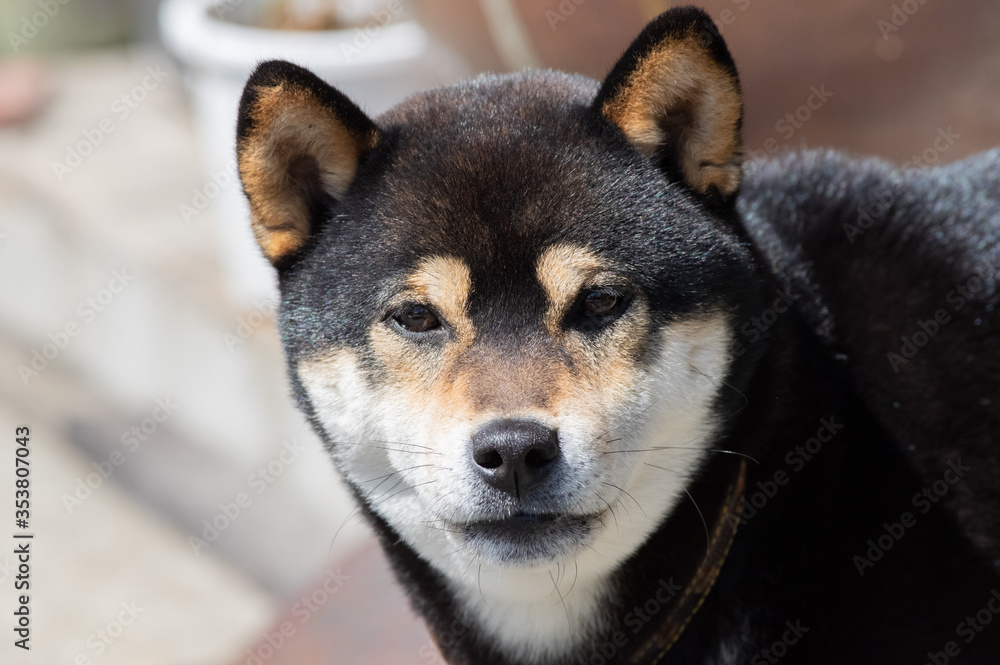 わんちゃん　柴犬