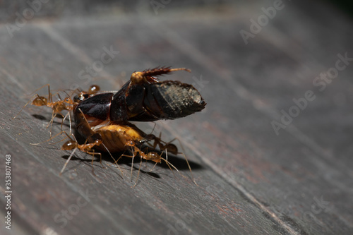 a group of red ant carrying a dead bug