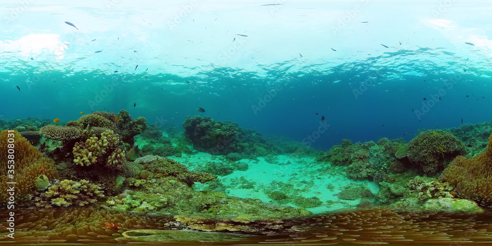 Tropical coral reef 360VR. Underwater fishes and corals. Panglao, Philippines.