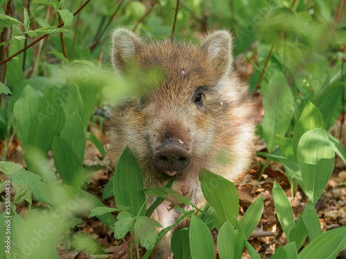 Portrait of a small wild striped boar in a spring forest