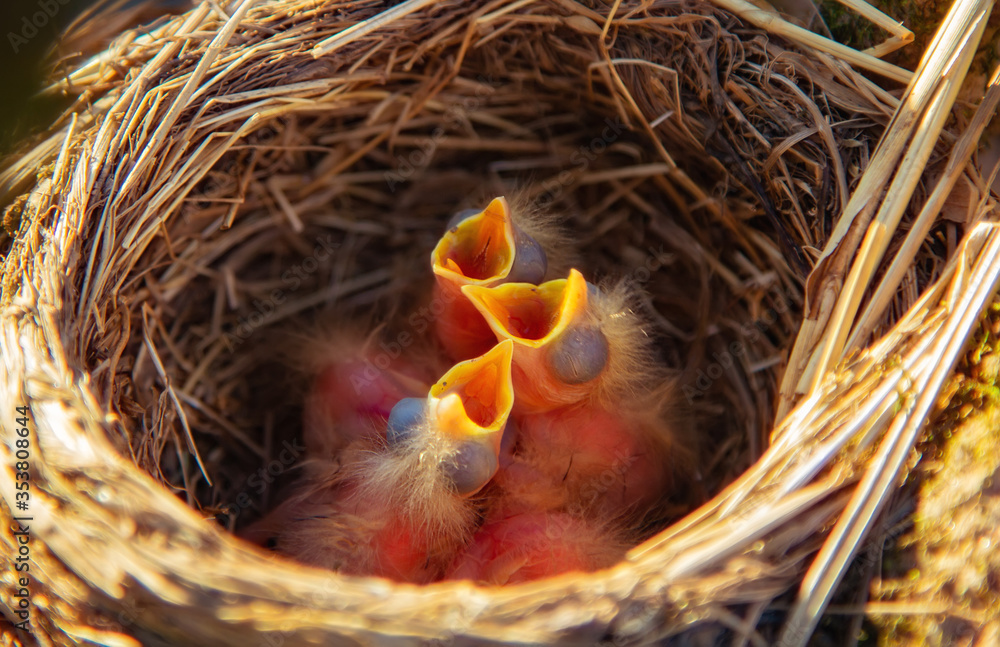 mavis songbird, Turdus philomelos nest with cute little chicks close up. In spring, songbirds build nests and hatch chicks. mavis songbird, Turdus philomelos nest with cute little chicks close up. In spring, songbirds build nests and hatch chicks.
