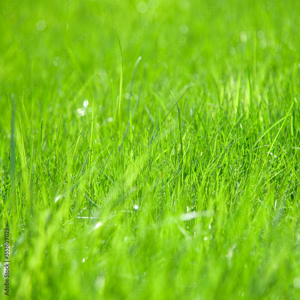 Green grass field. Closeup, shallow DOF. Green grass field. Closeup, shallow DOF.